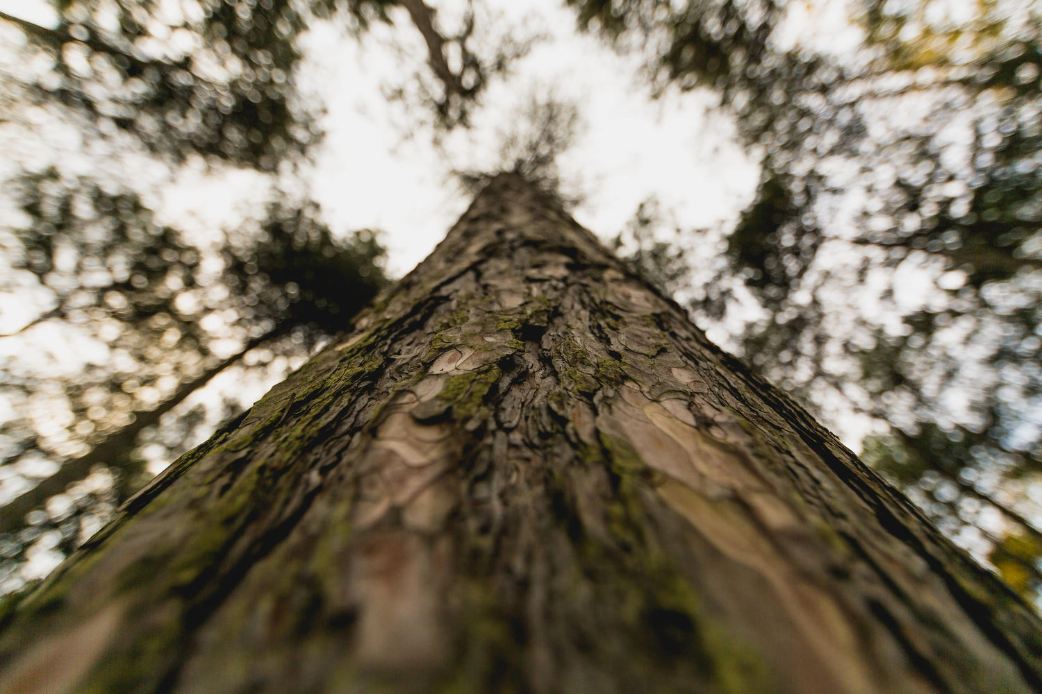Natuurlijke boom voor een duurzaam beeld